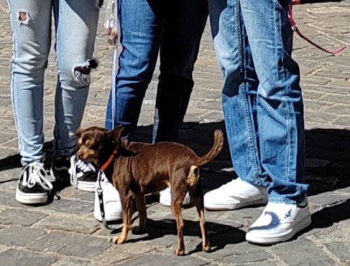Canela