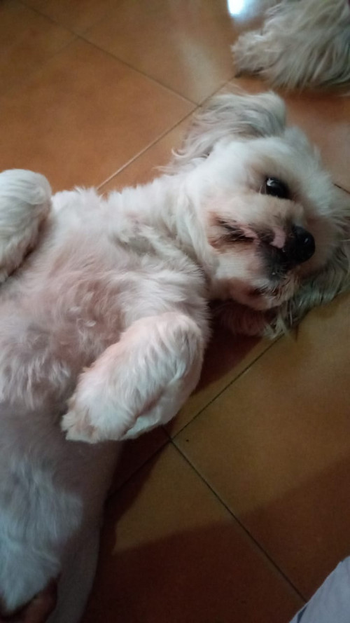 Homero