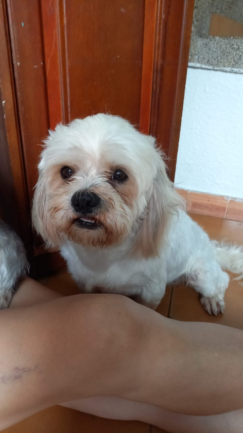 Homero