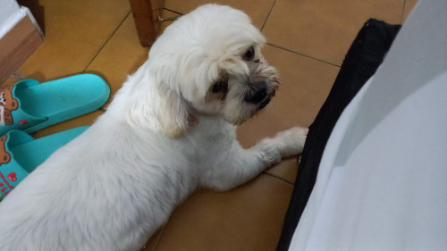 Homero