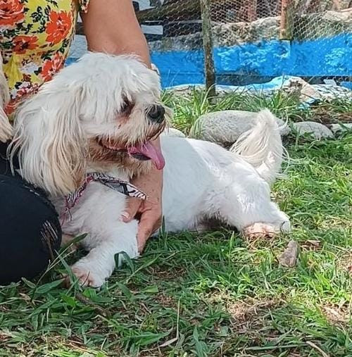 Homero