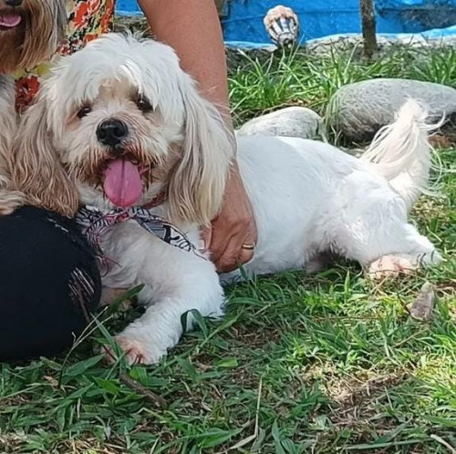 Homero