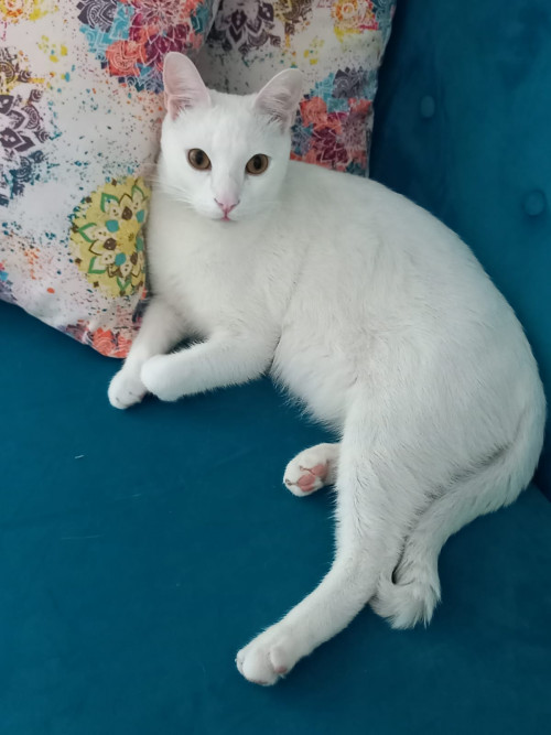 Mateo