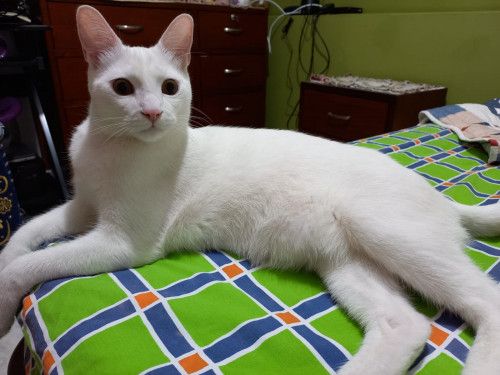 Mateo