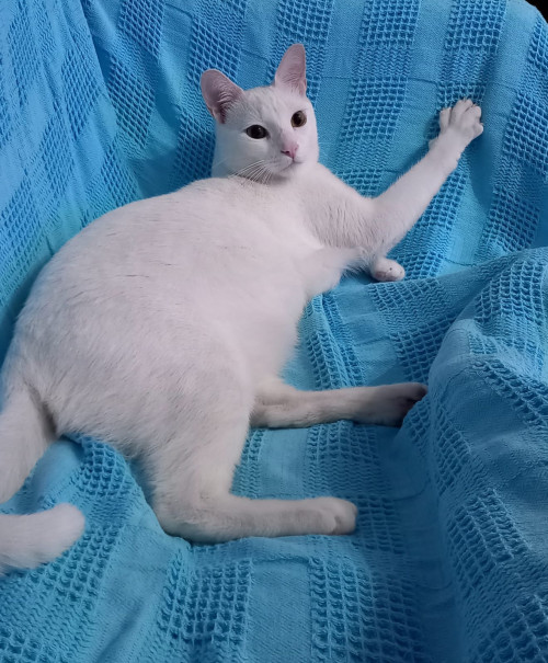 Mateo