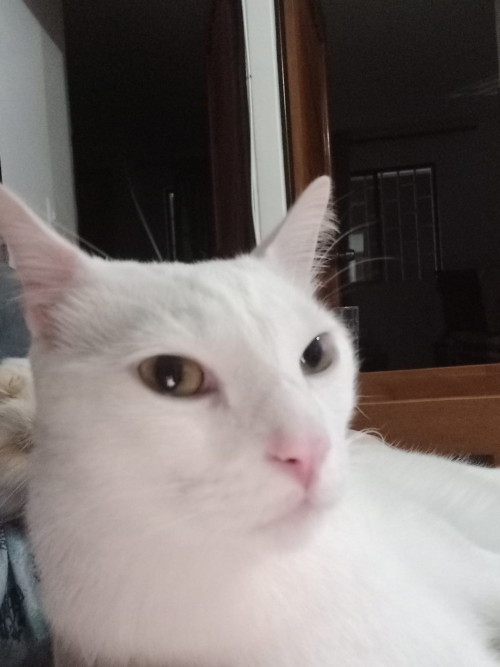 Mateo