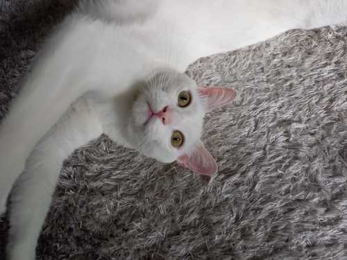 Mateo