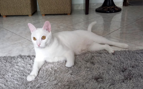 Mateo