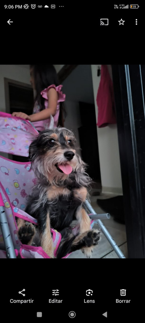Negrito