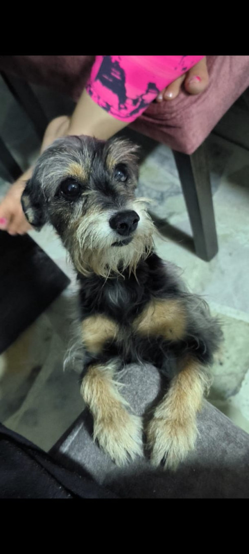Negrito
