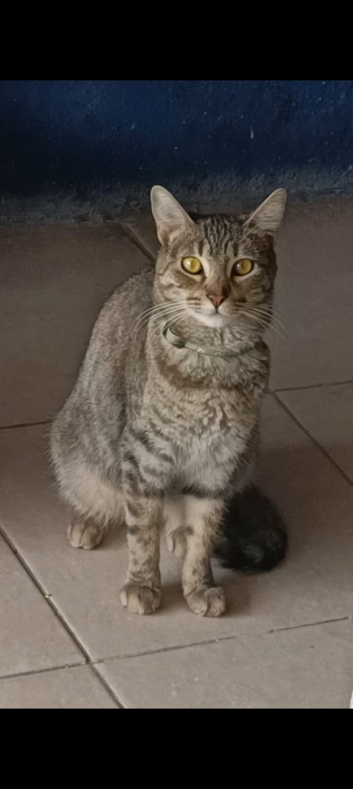 Mushu
