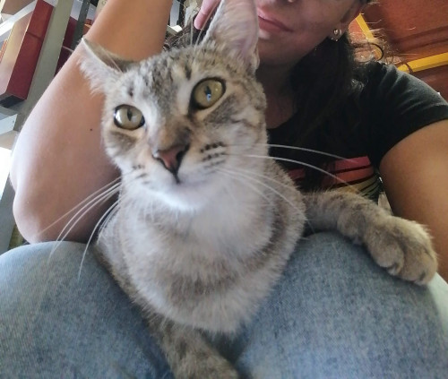 Mushu