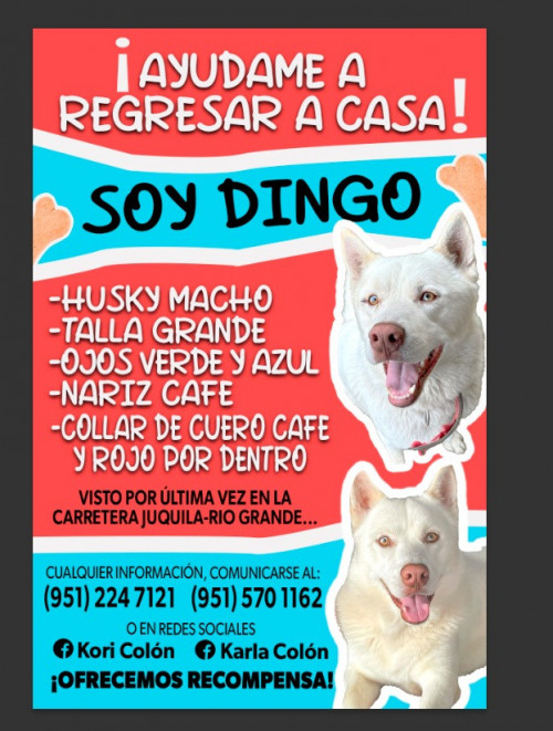 Dingo