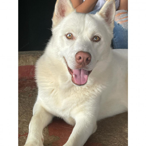 Dingo