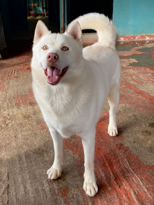 Dingo