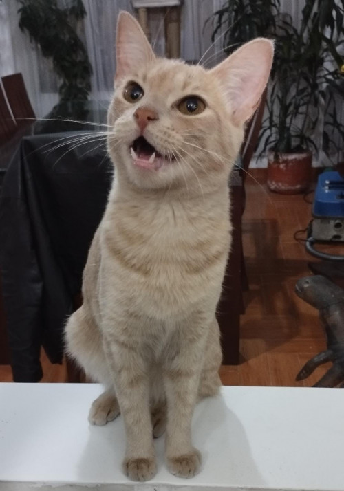 Nala