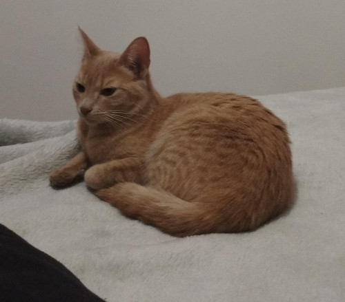 Nala