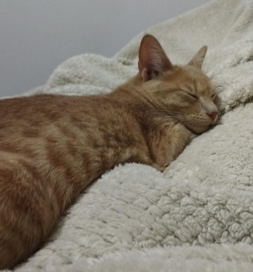 Nala
