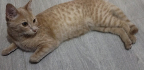 Nala