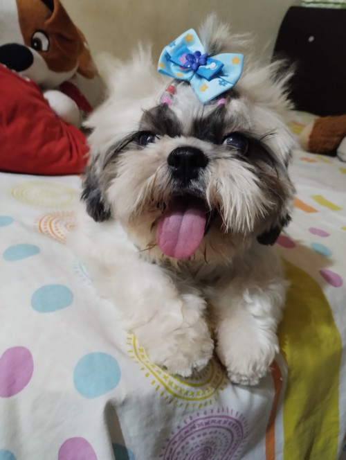 Milú