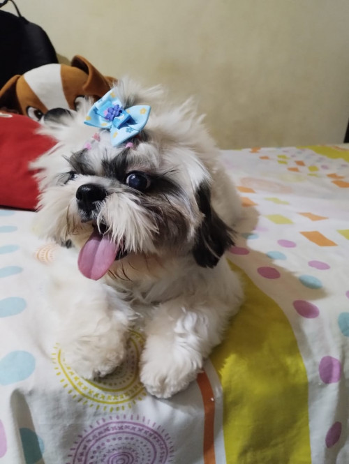 Milú