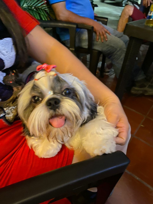 Milú