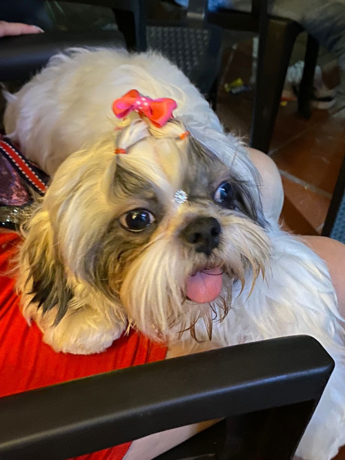 Milú