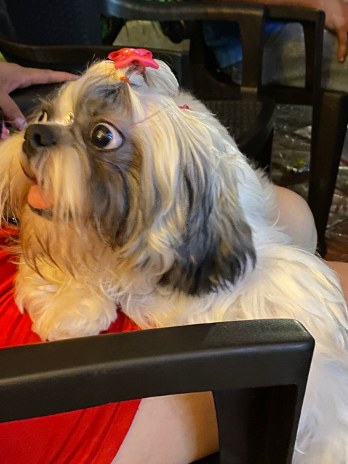Milú