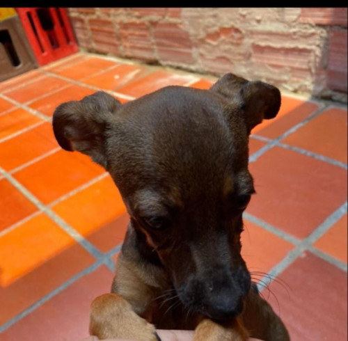 Sombra
