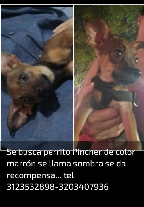 Sombra