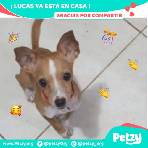Foto de mascota Lucas