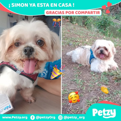 Foto de mascota Simon