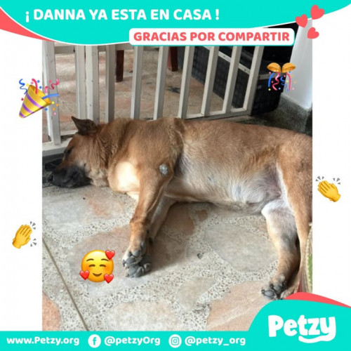 Foto de mascota Danna