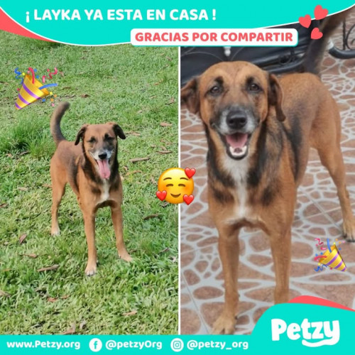 Foto de mascota Layka