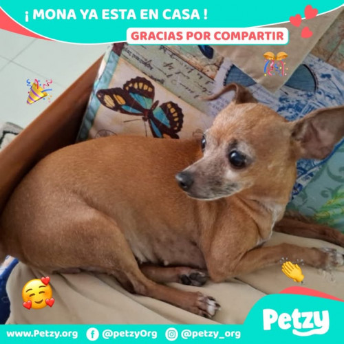 Foto de mascota Mona