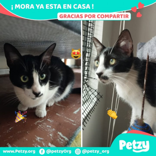 Foto de mascota Mora