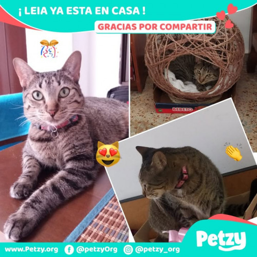 Foto de mascota Leia