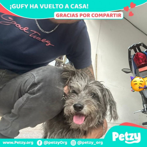 Foto de mascota Gufy
