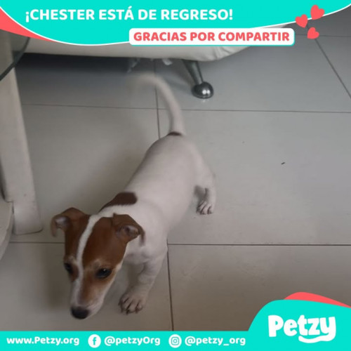 Foto de mascota Chester