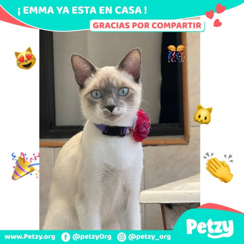 Foto de mascota Emma