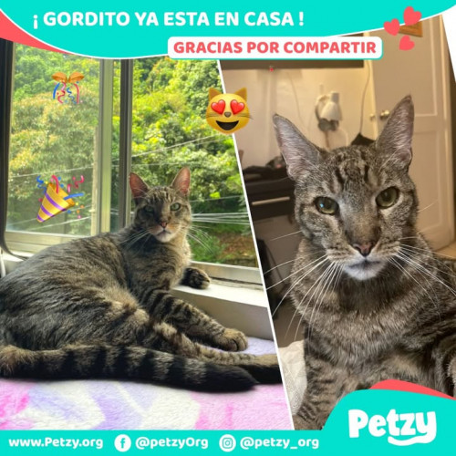 Foto de mascota Gordito