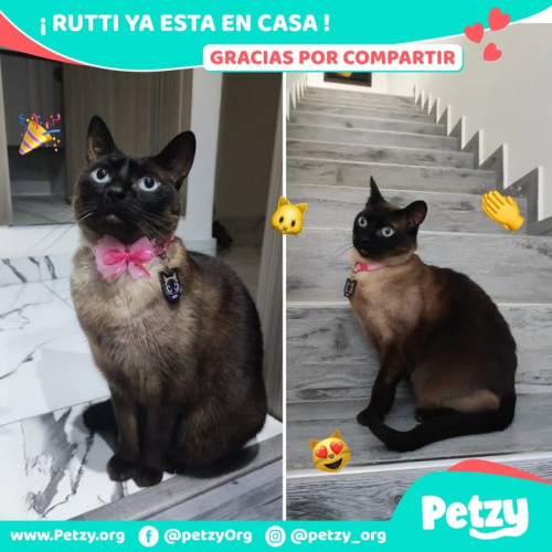 Foto de mascota Rutti