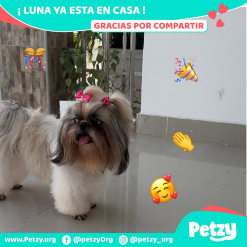 Foto de mascota Luna