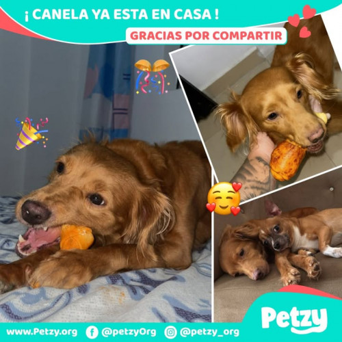 Foto de mascota Canela