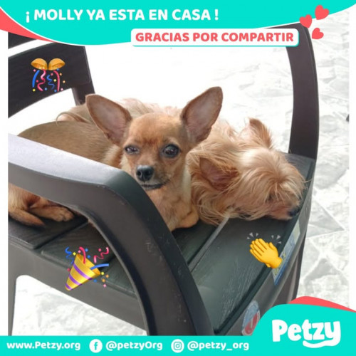 Foto de mascota Molly