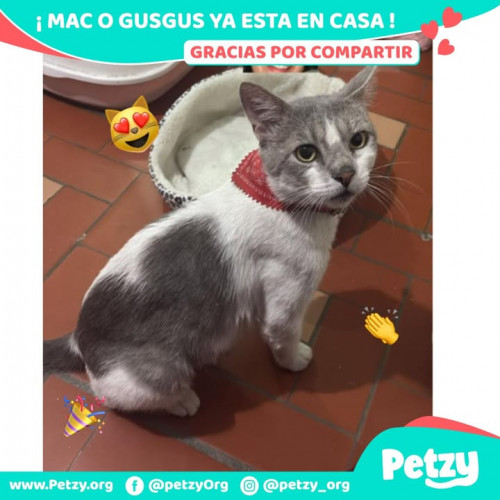 Foto de mascota Mac O Gusgus