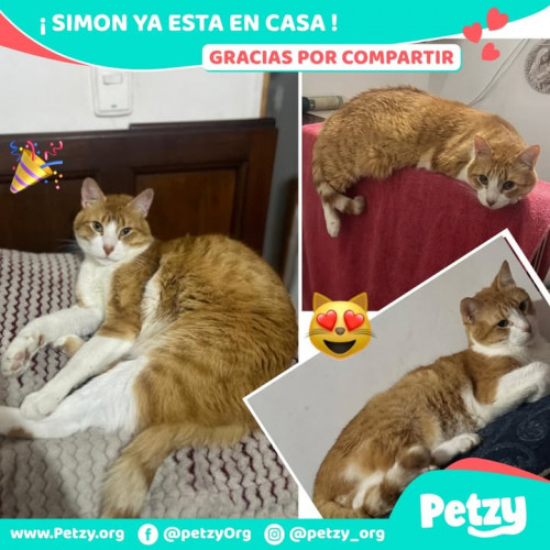 Foto de mascota Simon