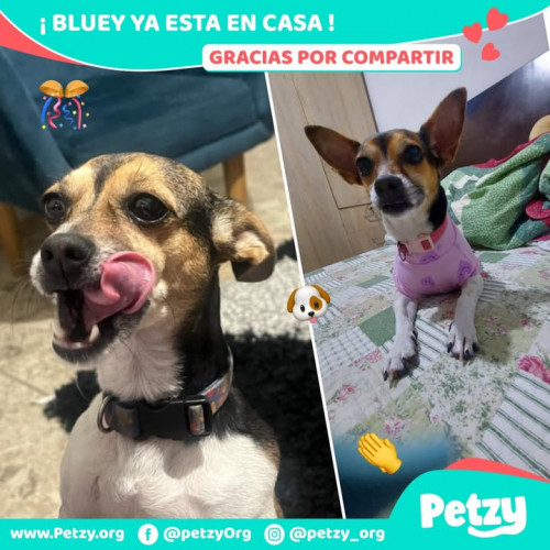 Foto de mascota Bluey