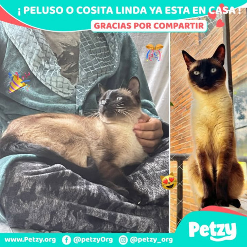 Foto de mascota Peluso O Cosita Linda