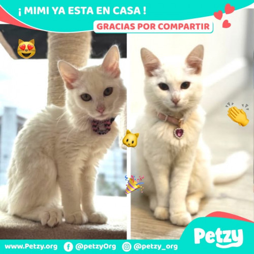 Foto de mascota Mimi